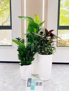 庐阳写字楼办公室公共区域走道绿植租摆高中低搭配