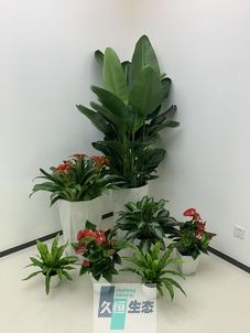 庐阳办公室花卉绿植租摆简约组合